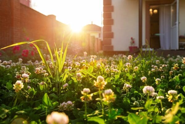 Scenic close-up macro white clover grass lawn meadow on home yard against backlit bright warm sunset evening light on background. House backyard gardening, landscaping service and maintenance concept